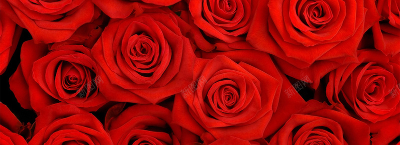 玫瑰花团jpg设计背景_新图网 https://ixintu.com 三八节 女王节 女神节 妇女节 海报banner 鲜花速递