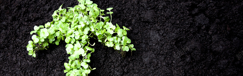 植物箭头背景jpg_新图网 https://ixintu.com 土壤 摄影 植物箭头 海报banner 环保 环境 箭头 绿叶 绿植 花草 风景