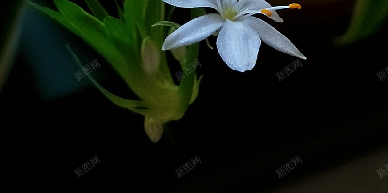 春天白色小吊兰jpg设计背景_新图网 https://ixintu.com 吊兰 春天 植物 白色 美丽的花 花卉