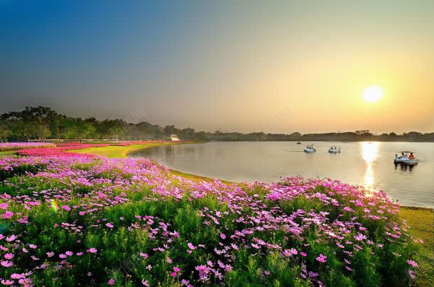 阳光海边的粉色花朵jpg设计背景_新图网 https://ixintu.com 海边 粉色 花朵 阳光