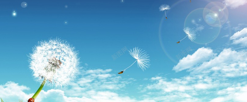 清新花草简约背景图jpg设计背景_新图网 https://ixintu.com 小花 文艺 梦幻 海报banner 清新 简约 纹理 花卉 蒲公英 质感