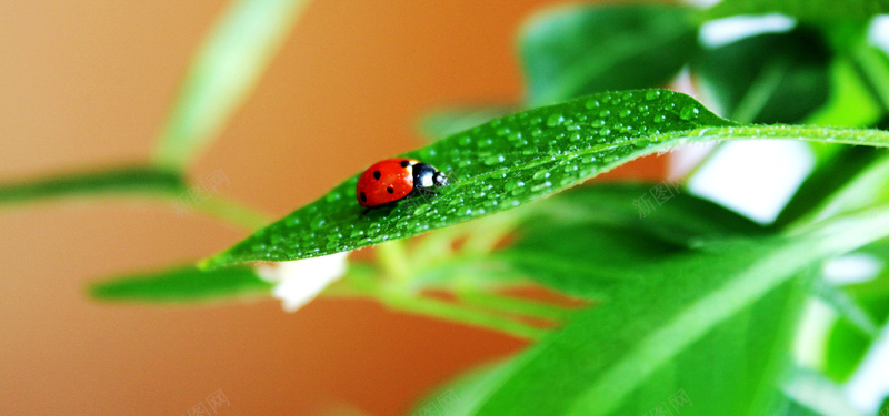 昆虫摄影jpg_新图网 https://ixintu.com 摄影 昆虫摄影 海报banner 瓢虫 甲虫 绿叶 风景