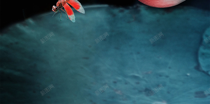 唯美荷塘荷花处暑节气psd设计背景_新图网 https://ixintu.com 24节气 二十四节气 夏天 夏日 盛夏 节气 荷塘 荷塘月色 荷花 莲花 高清荷花图安素材