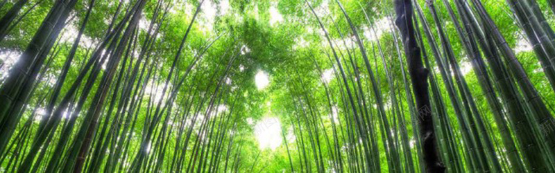 清新大气竹林淘宝海报背景psd设计背景_新图网 https://ixintu.com banner 其他 城市 夜景 大气 奢华 摄影 楼房 海报banner 淘宝素材 淡色 简约 素材 道 都市 风光 高楼大厦 高清