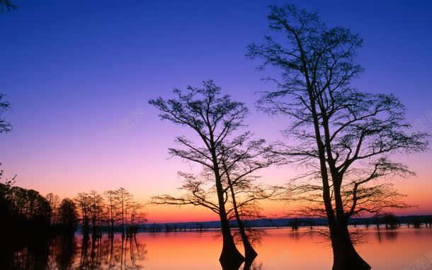 蓝天下紫色海面大树jpg设计背景_新图网 https://ixintu.com 大树 海面 紫色 蓝天