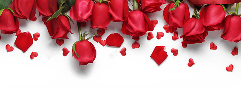 玫瑰背景图jpg_新图网 https://ixintu.com 摄影 海报banner 玫瑰 玫红 节日 花卉 花束 花瓣 风景