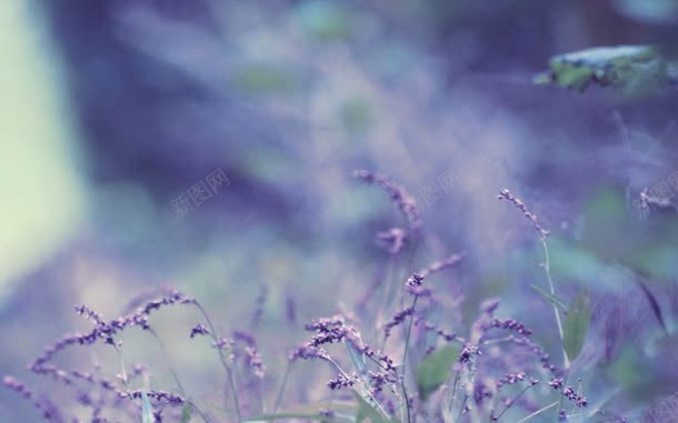 紫色薰衣草草丛海报背景jpg设计背景_新图网 https://ixintu.com 海报 紫色 背景 草丛