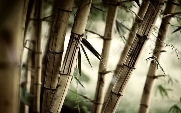 竹子jpg设计背景_新图网 https://ixintu.com 中国风 图片素材 复古插画 底纹背景 植物插画 竹子 竹子图片 竹子图片素材下载 背景花边 艺术插画 风景画