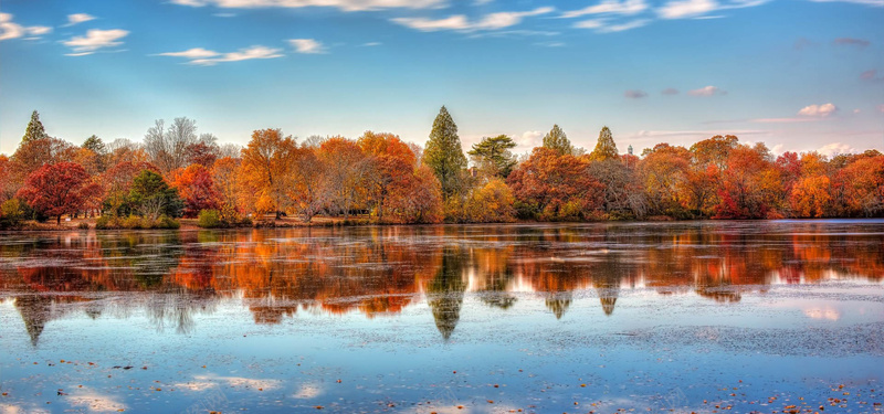 秋天红色枫叶树林背景