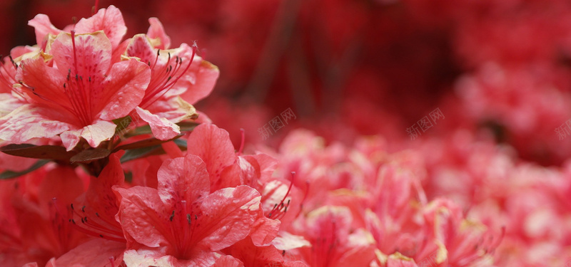 红色的花朵jpg_新图网 https://ixintu.com 大自然 摄影 春天 杜鹃花 海报banner 粉红色 红色的花朵 风景 鲜花