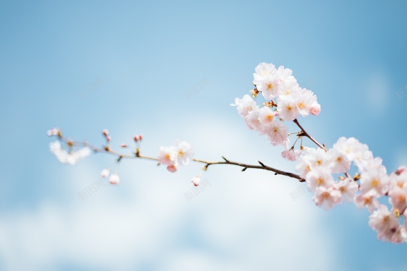 春天花朵自然野外11jpg设计背景_新图网 https://ixintu.com 春天 自然 花朵 野外