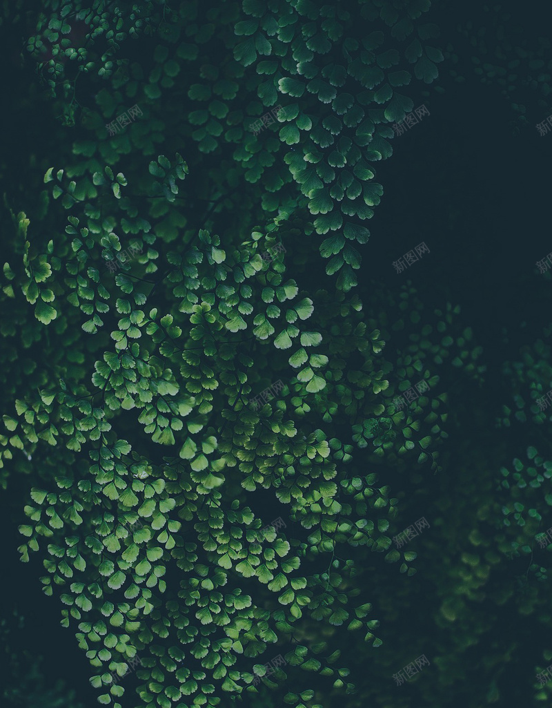 抽象艺术背景jpg设计背景_新图网 https://ixintu.com 叶 壁纸 复古 建设 形状 抽象 插图 未来 模式 比例 生物学 纹理 背景 艺术 设计 风景 黑暗