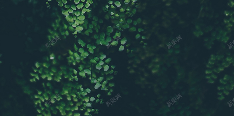 抽象艺术背景jpg设计背景_新图网 https://ixintu.com 叶 壁纸 复古 建设 形状 抽象 插图 未来 模式 比例 生物学 纹理 背景 艺术 设计 风景 黑暗