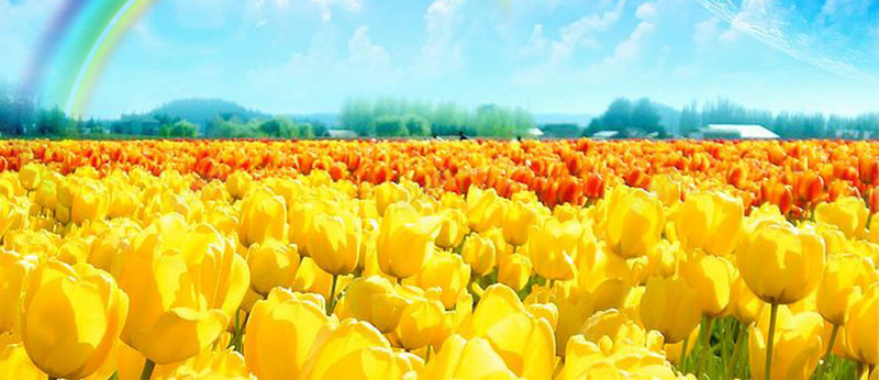 郁金香花海背景图psd设计背景_新图网 https://ixintu.com 彩虹 橘红色 橙色 海报 海报banner 淘宝背景图 花海 郁金香