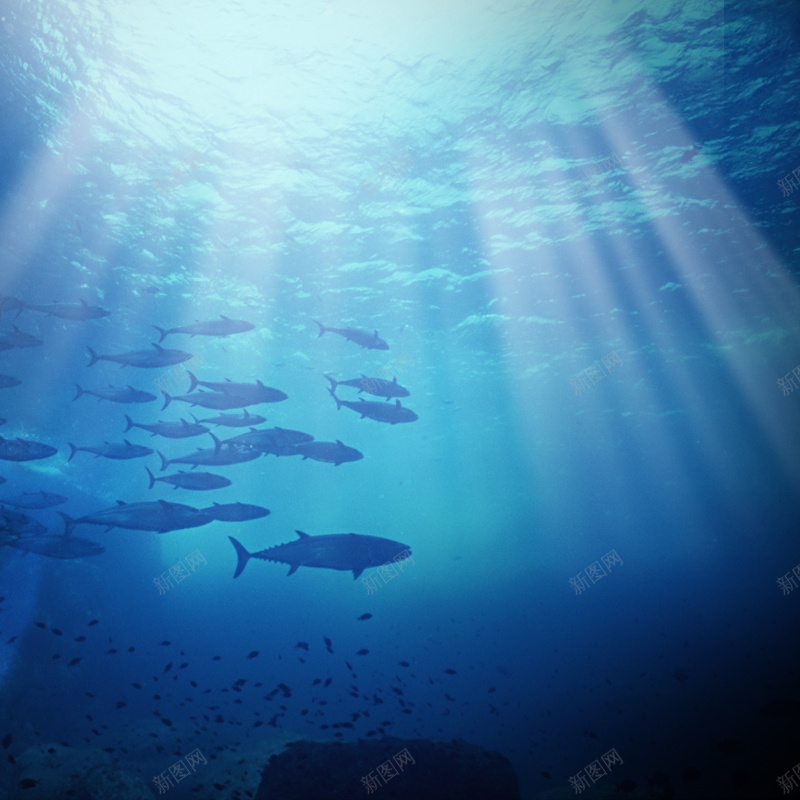 海洋模板psd_新图网 https://ixintu.com 主图 主图素材 几何体素材主图 摄影 数码直通车图片 淘宝主图 直通车 直通车图片 直通车设计模板 科技 科技感 科技风 简单几何体背景 简约 简约主图 红色 节日促销模板 金属感直通车 钻展图片 风景 高科技 黄色