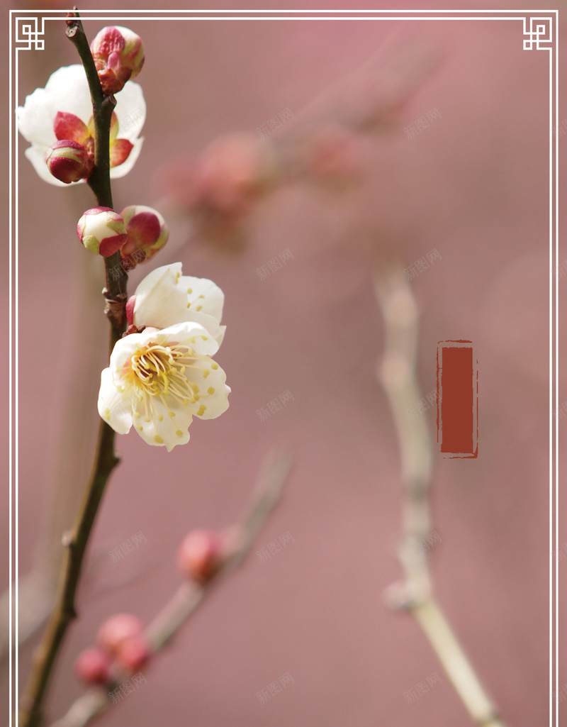 粉色摄影传统节气杏花线框背景jpg设计背景_新图网 https://ixintu.com 中国风 传统节气 摄影 春分 春天 杏花 简约 粉色 线框 线框背景