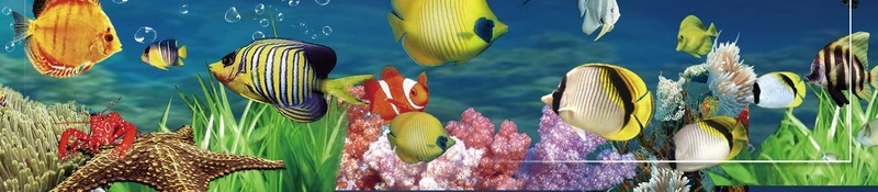 夏天海底世界背景psd设计背景_新图网 https://ixintu.com 唯美夏天海底世界 水族馆 海报 海星 海洋 海洋生物 海豚 深海鱼 热带鱼 贝壳 鲸鱼