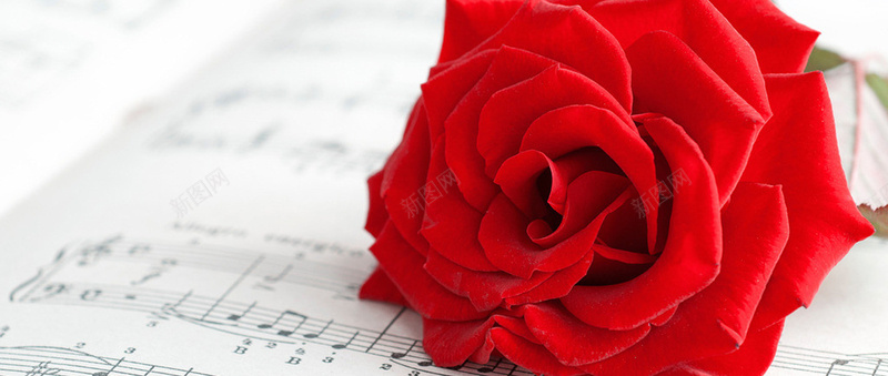 情人节字体摄影玫瑰鲜花背景摄影图片