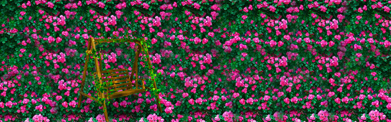 花墙背景psd设计背景_新图网 https://ixintu.com 女装banner 椅子 海报banner 花墙背景 花瓣