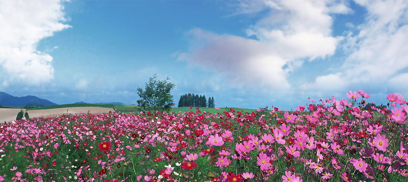 婚纱照外景花海背景bannerpsd设计背景_新图网 https://ixintu.com banner 外景 婚纱照 小清新 文艺 海报banner 简约 背景 花海