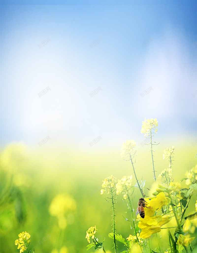 小清新浪漫唯美你好四月油菜花海报背景psd设计背景_新图网 https://ixintu.com 你好 唯美 四月 小清新 油菜花 浪漫 海报 素材 背景 花朵 蜜蜂