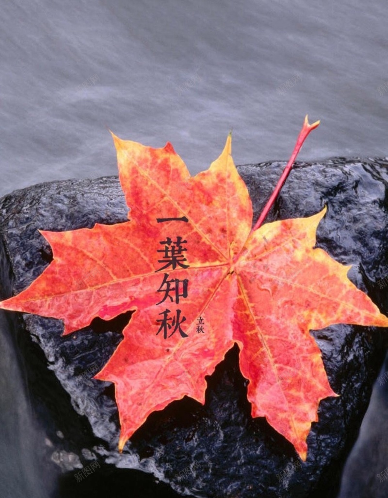 石头上的枫叶H5背景jpg设计背景_新图网 https://ixintu.com H5 H5背景 h5 文字控 枫叶 水 石头 秋天 秋季 立秋 节气