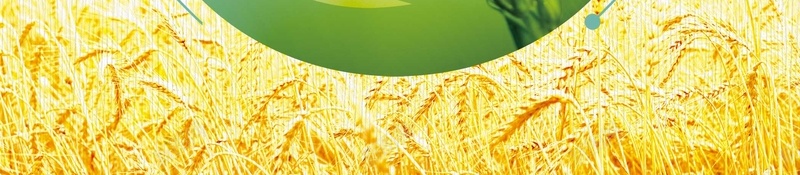 五谷杂粮丰收稻米小麦海报背景psd设计背景_新图网 https://ixintu.com 丰收 五谷杂粮 养生磨坊 包装 包装设计 大米 小米 小麦 有机杂粮 杂粮包装袋 标贴设计 水稻 海报 燕麦 牛皮纸 白面 碗筷子 稷 稻米 粗粮中国风 粮食 素材 细粮 菽 高粱 麦 麦子 黄豆 黍