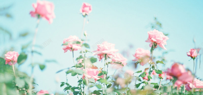 花卉背景图jpg_新图网 https://ixintu.com 小清新 摄影 海报banner 粉色 花丛 花卉 风景
