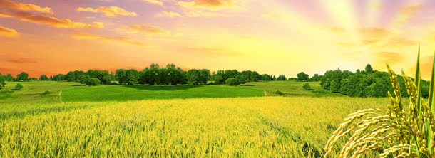 初秋森林树林唯美背景bannerjpg设计背景_新图网 https://ixintu.com banner 初秋 唯美 树林 森林 背景
