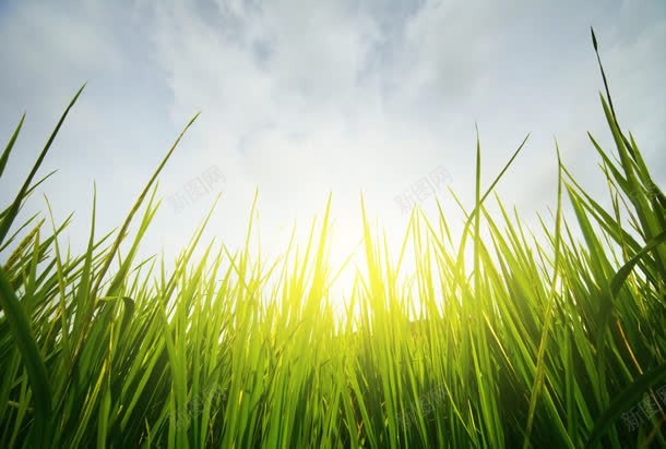 绿色植物阳光jpg设计背景_新图网 https://ixintu.com 图片 绿色植物 阳光