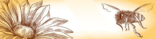 简笔画向日葵蜜蜂背景bannerjpg设计背景_新图网 https://ixintu.com banner 向日葵 简笔画 背景 蜜蜂