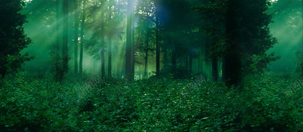 大自然森林绿色植物jpg设计背景_新图网 https://ixintu.com 大自然 森林 绿色植物