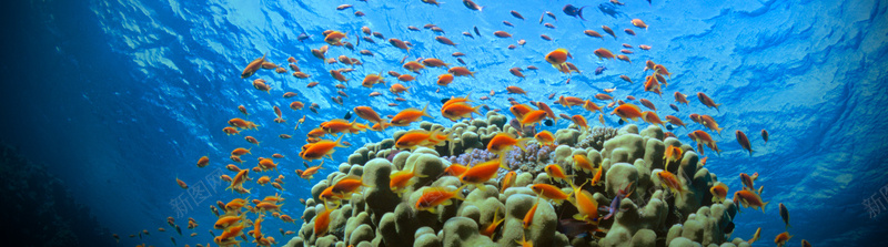 海底世界炫彩拍摄壁纸psd设计背景_新图网 https://ixintu.com 不规则 广告 海报banner 海鱼 淘宝 激情 狂欢 珊瑚 电商