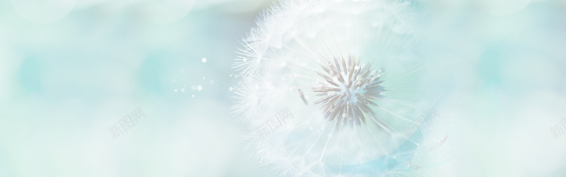 蒲公英淘宝背景图psd设计背景_新图网 https://ixintu.com 小清新 春季新品 梦幻 浪漫 简约 蒲公英