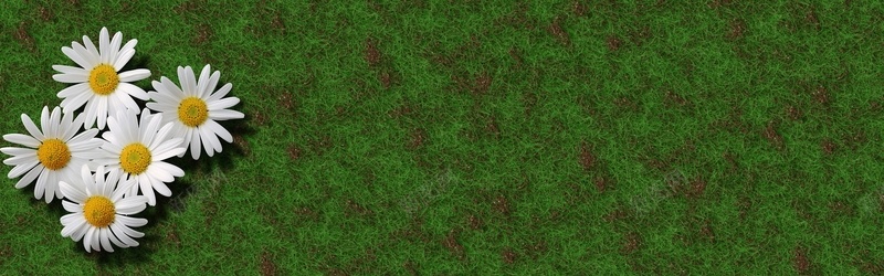 草地上的雏菊jpg_新图网 https://ixintu.com 摄影 横幅标头背景高峰首页雏菊园丁夏季花园 海报banner 风景