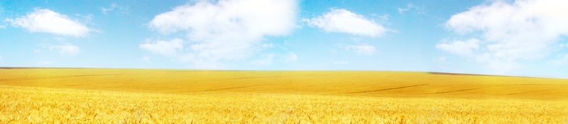 收获季节背景bannerpsd设计背景_新图网 https://ixintu.com banner 其他 季节 收获 海报banner 背景
