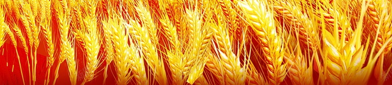 世界粮食日背景psd设计背景_新图网 https://ixintu.com PSD源文件 PSD素材 世界粮食日 分层文件 劳作 勤俭节约 珍惜粮食 稻米 粮食局 粮食日 背景模板 背景海报 背景素材 节约 节约粮食 高清背景