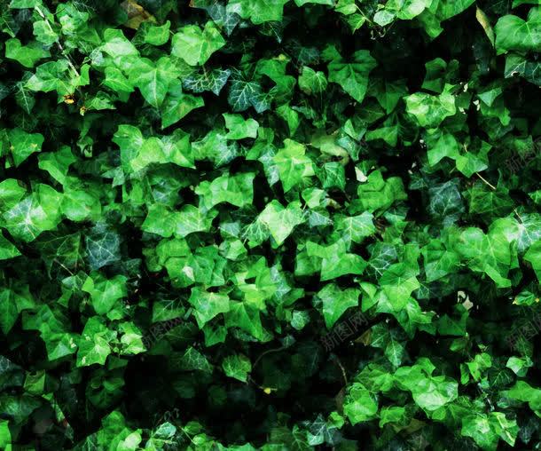 植物绿叶背景jpg设计背景_新图网 https://ixintu.com 叶子 图片素材 底纹背景 树叶背景 植物绿叶背景图片 植物绿叶背景图片素材下载 植物背景 绿叶 背景图片 背景花边