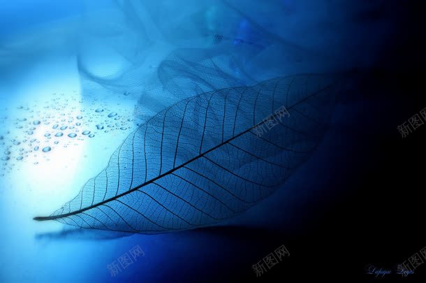 神秘黑蓝色半透明树叶jpg设计背景_新图网 https://ixintu.com 树叶 神秘 蓝色 透明