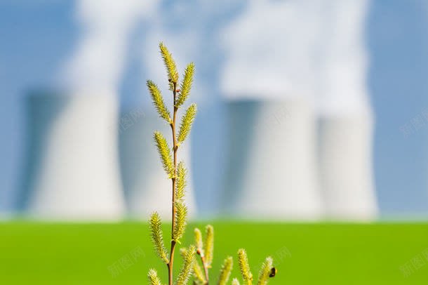 狗尾巴草特写jpg设计背景_新图网 https://ixintu.com 其它类别 图片素材 植物 狗尾巴草 狗尾巴草特写图片 狗尾巴草特写图片素材下载 狗尾草 背景图案 背景花边