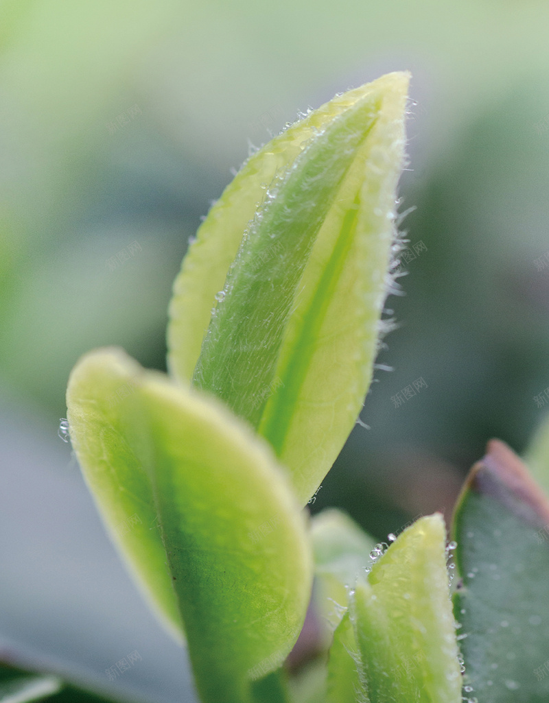 崂山绿茶茶芽5jpg设计背景_新图网 https://ixintu.com 崂山 崂山绿茶 春茶 茶芽