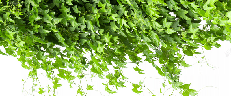 绿色植被jpg设计背景_新图网 https://ixintu.com 树藤 植物藤蔓 海报banner 绿色植物