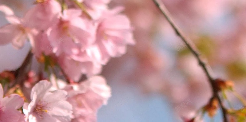 浪漫粉色樱花摄影H5背景jpg_新图网 https://ixintu.com 天空 摄影 树枝 樱花 浪漫 粉色 绿叶 阳光