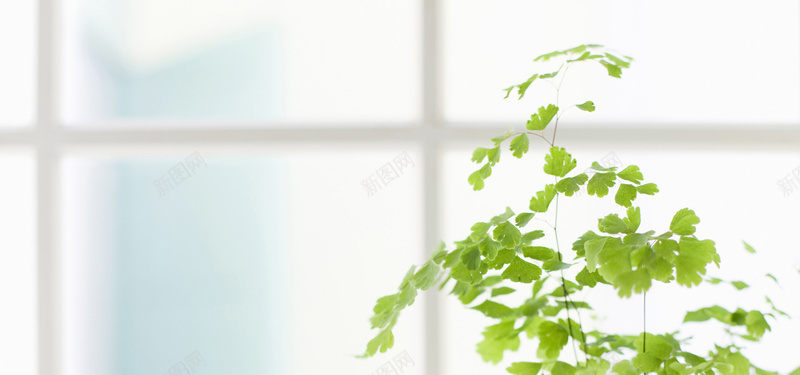 日系清新文艺家居女装窗台绿植淘宝背景jpg_新图网 https://ixintu.com 女装 家居 摄影 文艺 日系 海报banner 淘宝背景 清新 窗台 绿植 风景