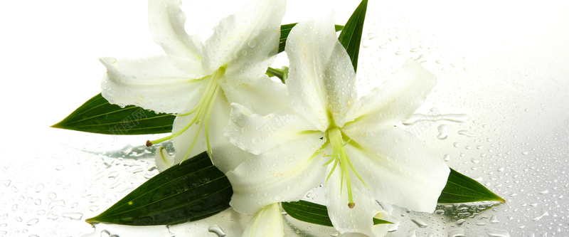 百合花jpg_新图网 https://ixintu.com 小清新背景 植物鲜花 海报banner 百合花 百合花摄影