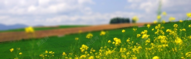 绿草地黄花朵背景bannerpsd_新图网 https://ixintu.com 摄影 海报banner 风景