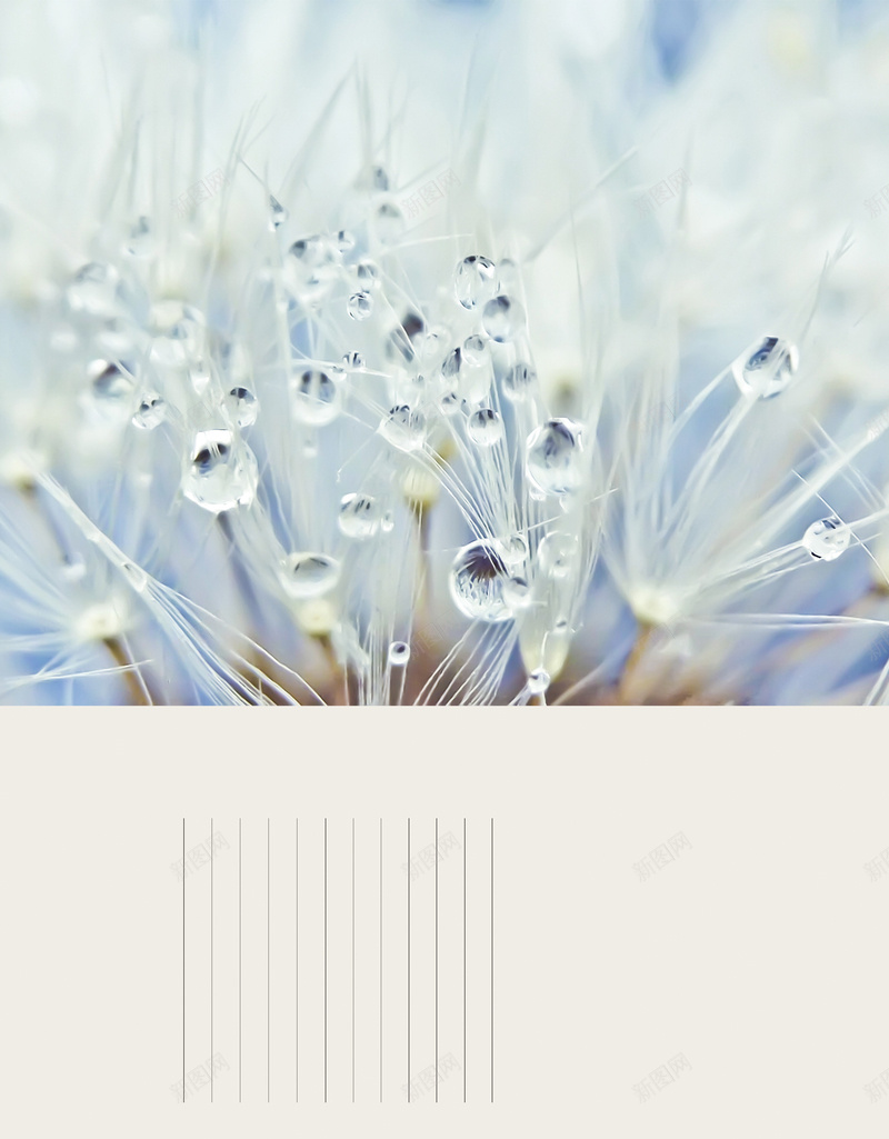 蒲公英上的露珠背景psd设计背景_新图网 https://ixintu.com psd 植物 海报 背景 舒心 蒲公英 质感 露珠 高清背景设计图