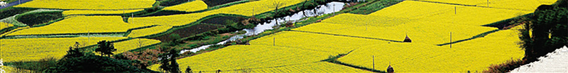 乡村气息油菜花踏青季旅游风景海报背景psd设计背景_新图网 https://ixintu.com 乡村气息 云朵 旅游 油菜花 海报背景 蓝天白云 踏青季 风景