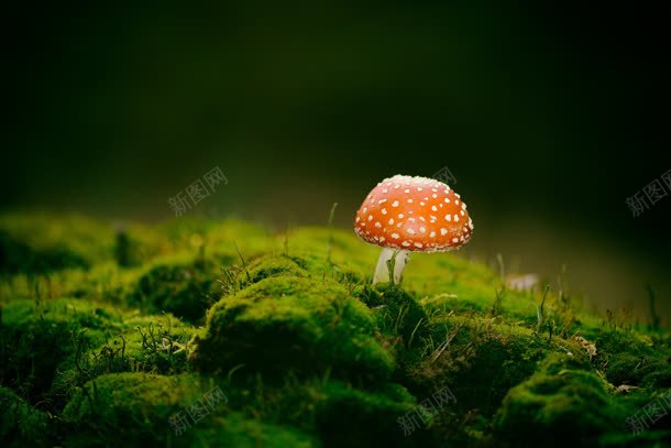 蘑菇杂草丛生壁纸jpg设计背景_新图网 https://ixintu.com 壁纸 杂草丛生 蘑菇