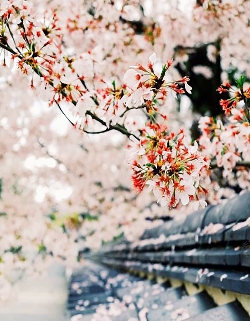 文艺小清新樱花摄影背景H5背景jpg_新图网 https://ixintu.com 摄影背景 文艺 文艺清新 樱花 清新 清新文艺 背景 背景文艺